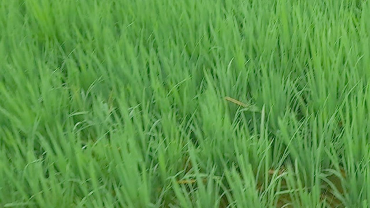 ঘোড়াঘাটে বৃষ্টিতে প্রাণ ফিরেছে আমনে, ভালো ফলনের স্বপ্ন কৃষকের