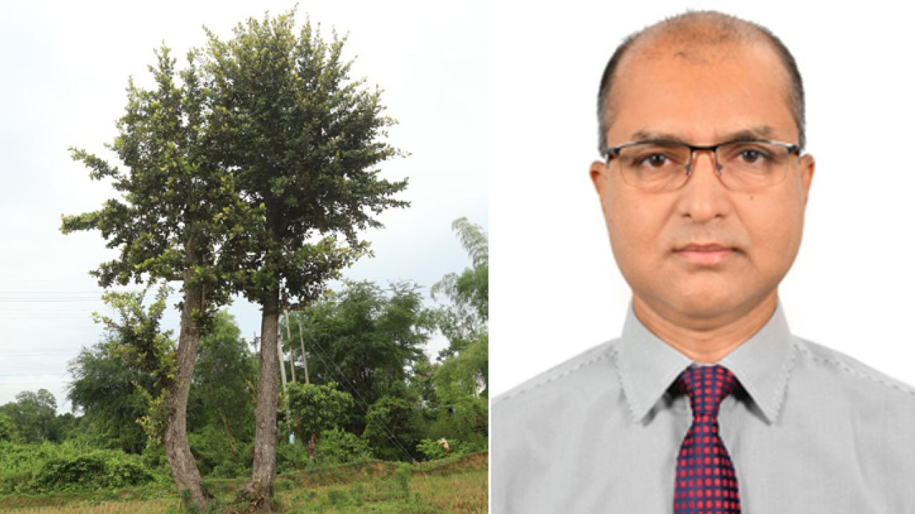 একটিমাত্র সুন্দরী গাছ বুকে ধারণ করে আজও বেঁচে আছে ‘চকরিয়া সুন্দরবন’!